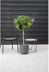 Kalistemon Szczotka do butelek na pniu L