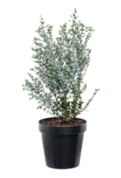 Eukaliptus gunnii Azura krzew M