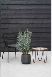 Eukaliptus gunnii Azura krzew M