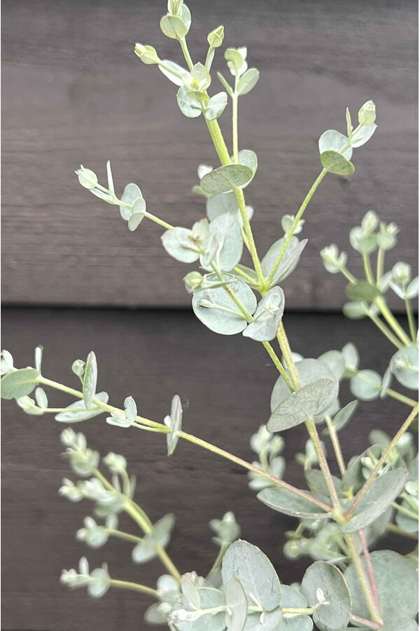 Eukaliptus gunnii Azura krzew M