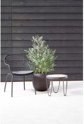 Eukaliptus gunnii Azura krzew M