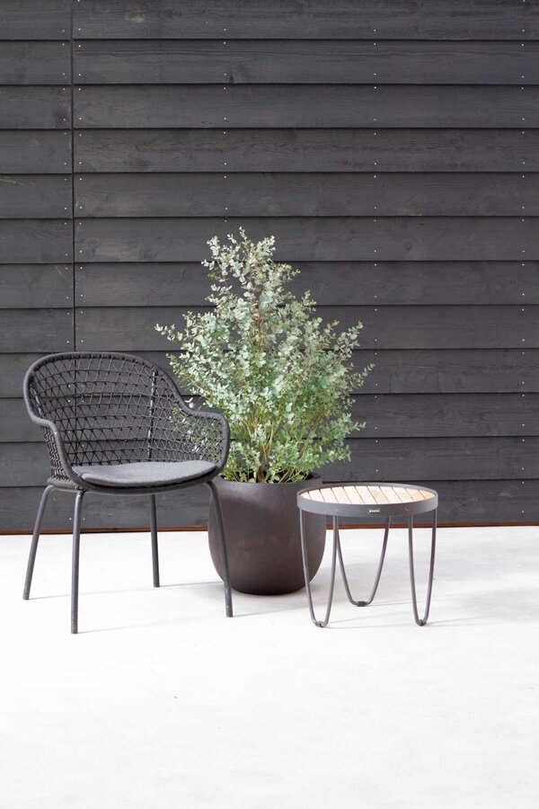 Eukaliptus gunnii Azura krzew M