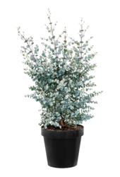 Eukaliptus gunnii Azura krzew