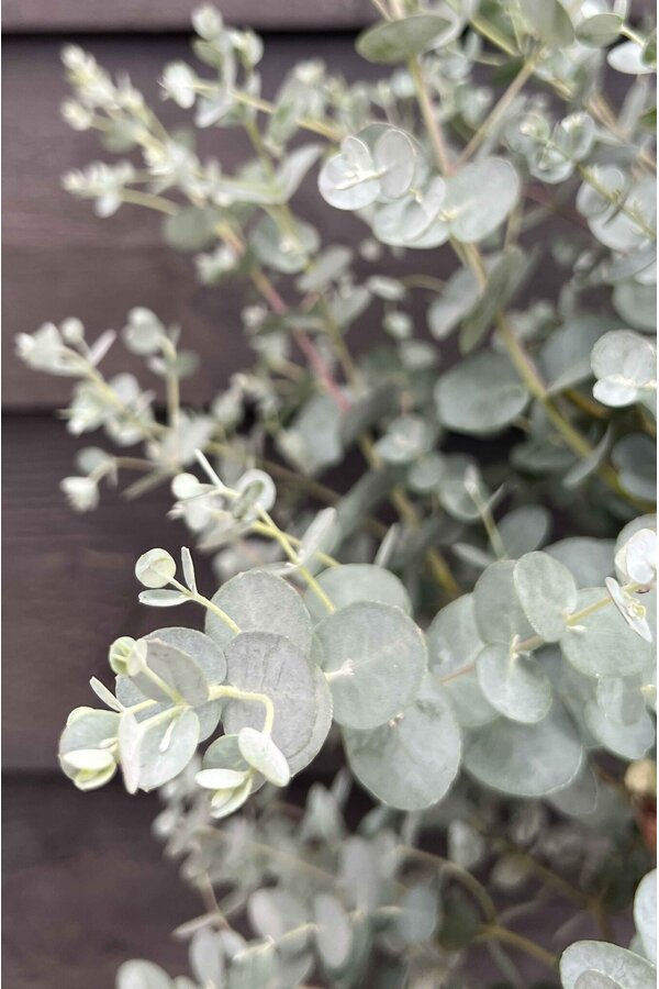 Eukaliptus gunnii Azura krzew