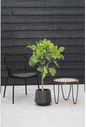 Ficus carica na pniu M