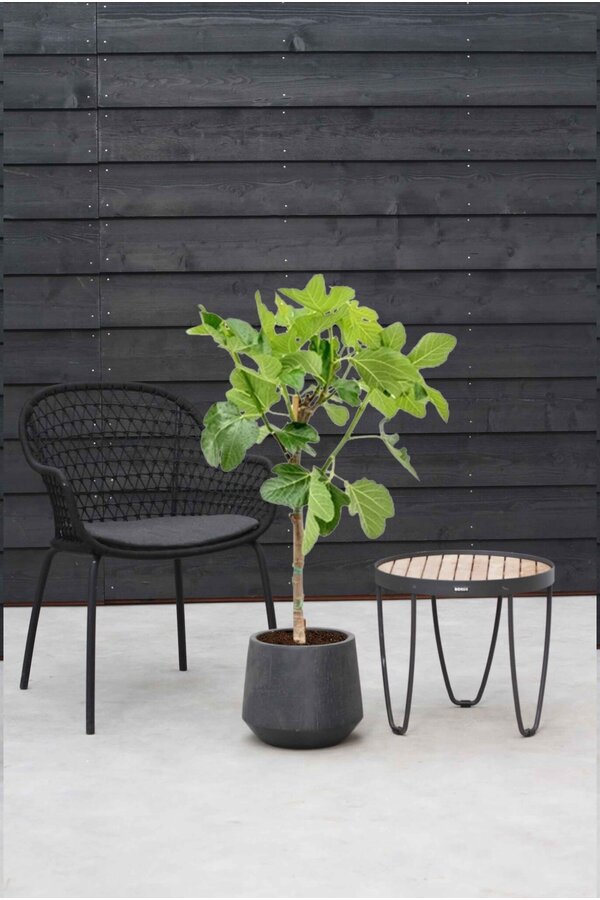 Ficus carica na pniu M