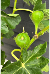 Ficus carica na pniu M