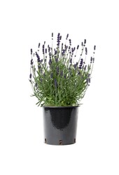 Lawenda Lavandula Angustifolia