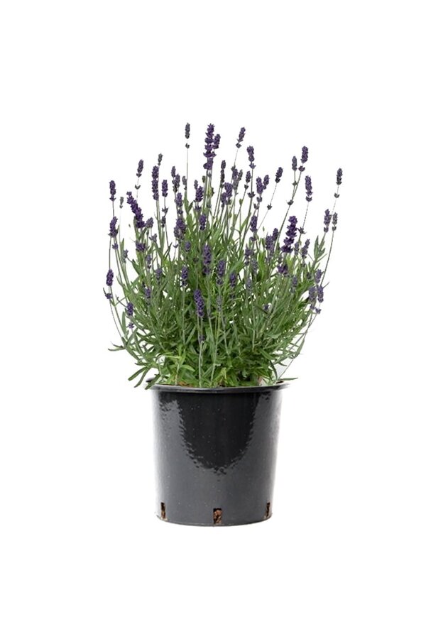 Lawenda Lavandula Angustifolia