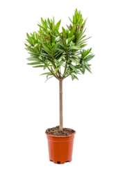 Oleander Nerium na pniu S