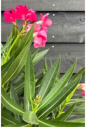 Oleander Nerium na pniu S