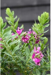 Polygala Krzew S