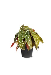 Begonia plamista 20/12