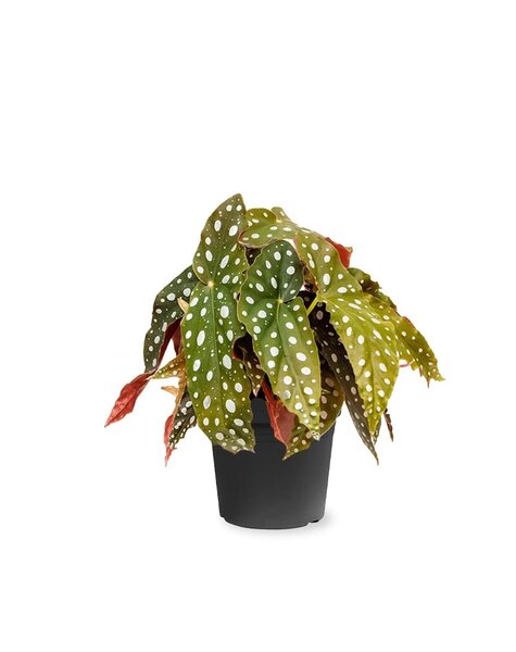 Begonia maculata