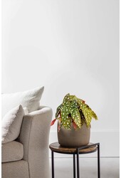 Begonia maculata 20/12