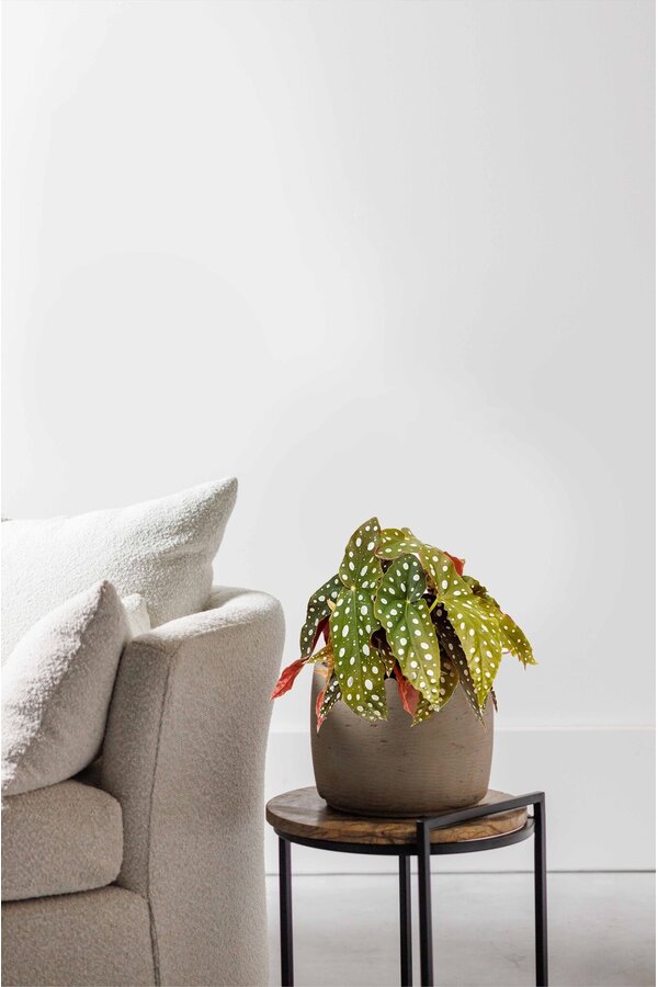 Begonia plamista 20/12