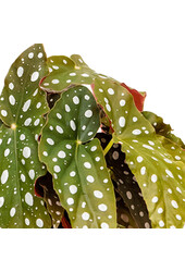 Begonia maculata 20/12