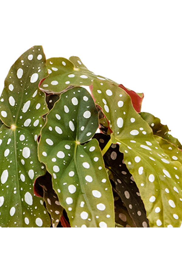 Begonia maculata 20/12