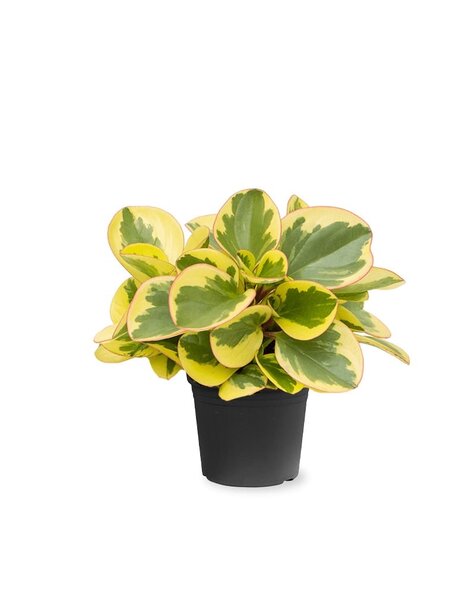 Peperomia obtusifolia 'Obtipan Bicolor'