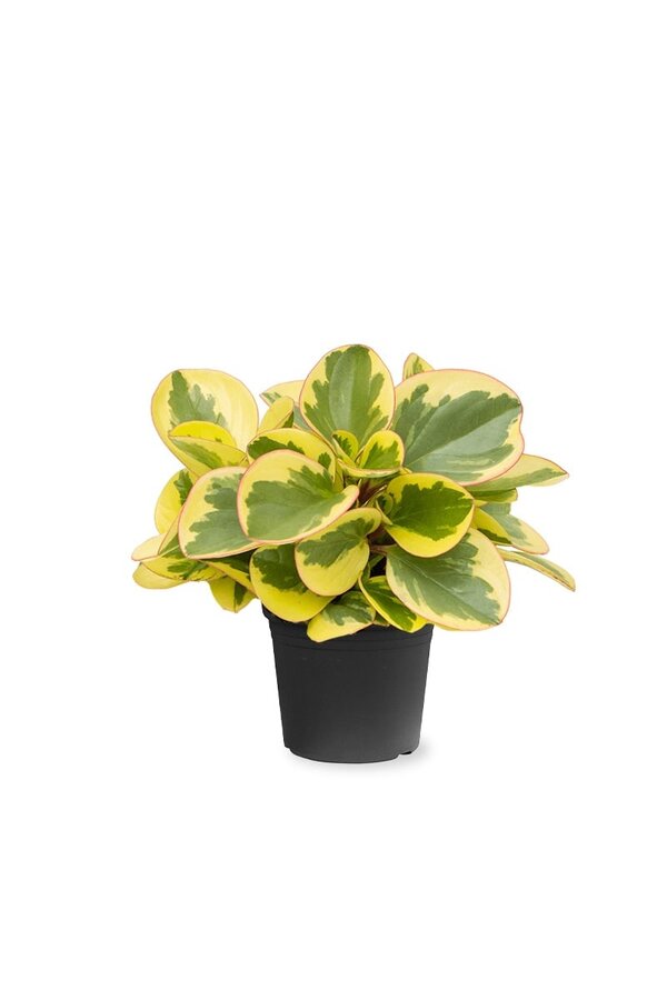Peperomia obtusifolia 'Obtipan Bicolor'