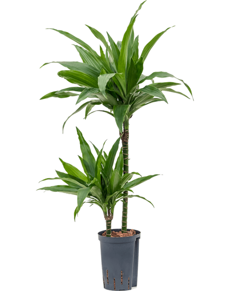 Dracaena fragrans „Janet Craig”