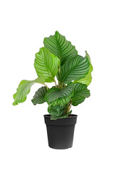 Calathea Orbifolia