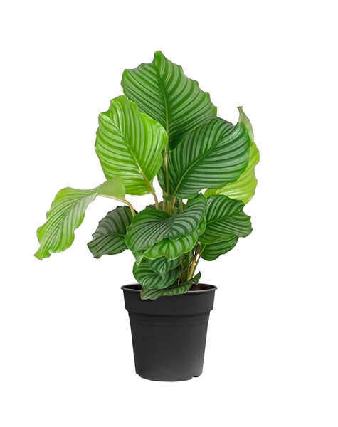 Calathea