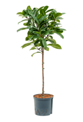Hydroplant Ficus Cyathistipula
