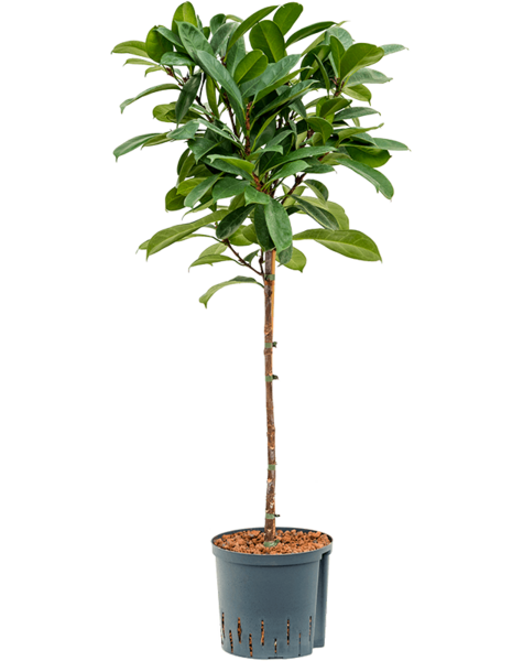 Hydroplant Ficus