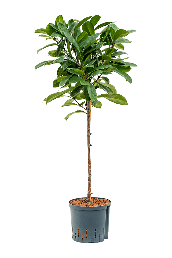 Hydroplant Ficus Cyathistipula