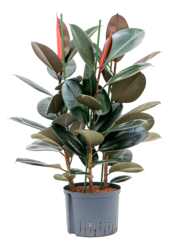 Hydroplant Ficus Elastica Abidjan