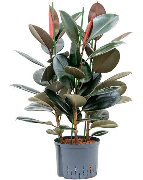 Hydroplant Ficus