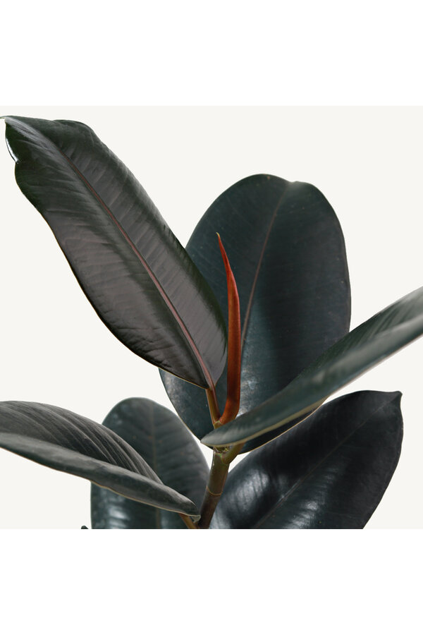 Hydroplant Ficus Elastica Abidjan