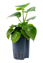 Hydroplant Peperomia Polybotrya Raindrop