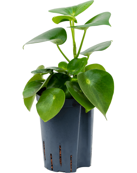 Hydroplant Peperomia