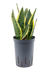 Hydroplant Sansevieria Trifasciata Futura Superba