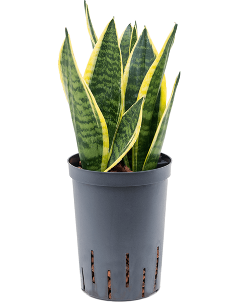 Hydroplant Sansevieria