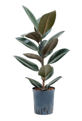 Hydroplant Ficus Elastica Abidjan