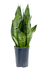 Hydroplant Sansevieria Zeylanica Compacta
