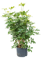 Hydroplant Szeflera Arboricola Compacta