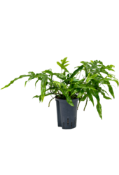 Hydroplant Microsorum Diversifolium