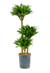 Hydroplant Dracaena Fragrans Compacta