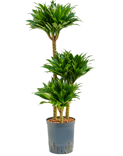 Hydroplant Dracena