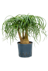 Hydroplant Beaucarnea Recurvata