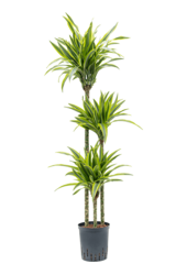 Hydroplant Dracaena Fragrans Lemon Lime