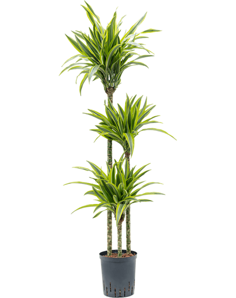 Hydroplant Dracaena
