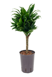 Hydroplant Dracena Fragrans Compacta