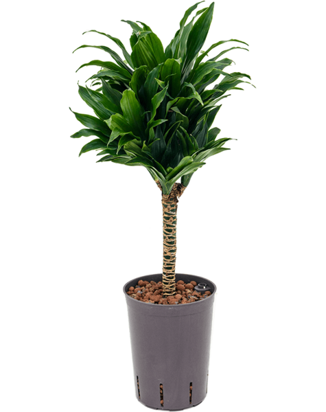 Hydroplant Dracena