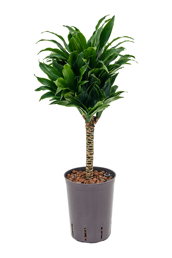 Hydroplant Dracena Fragrans Compacta