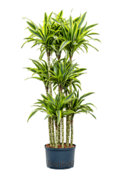 Hydroplant Dracena Fragrans Lemon Lime